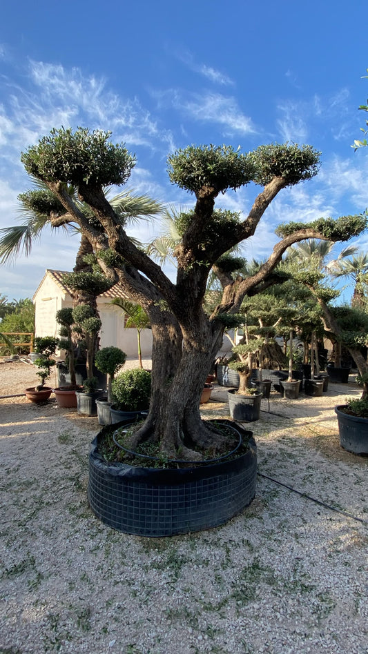 Olea europaea plato extra pvieja Medio |  P.NETcm H.280