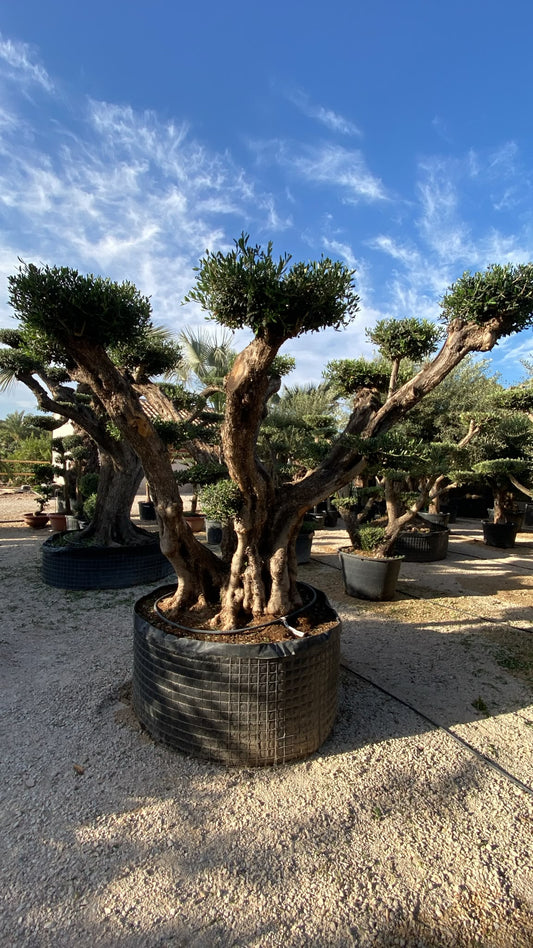Olea europaea plato extra ram malla  |  P.NETcm H.260