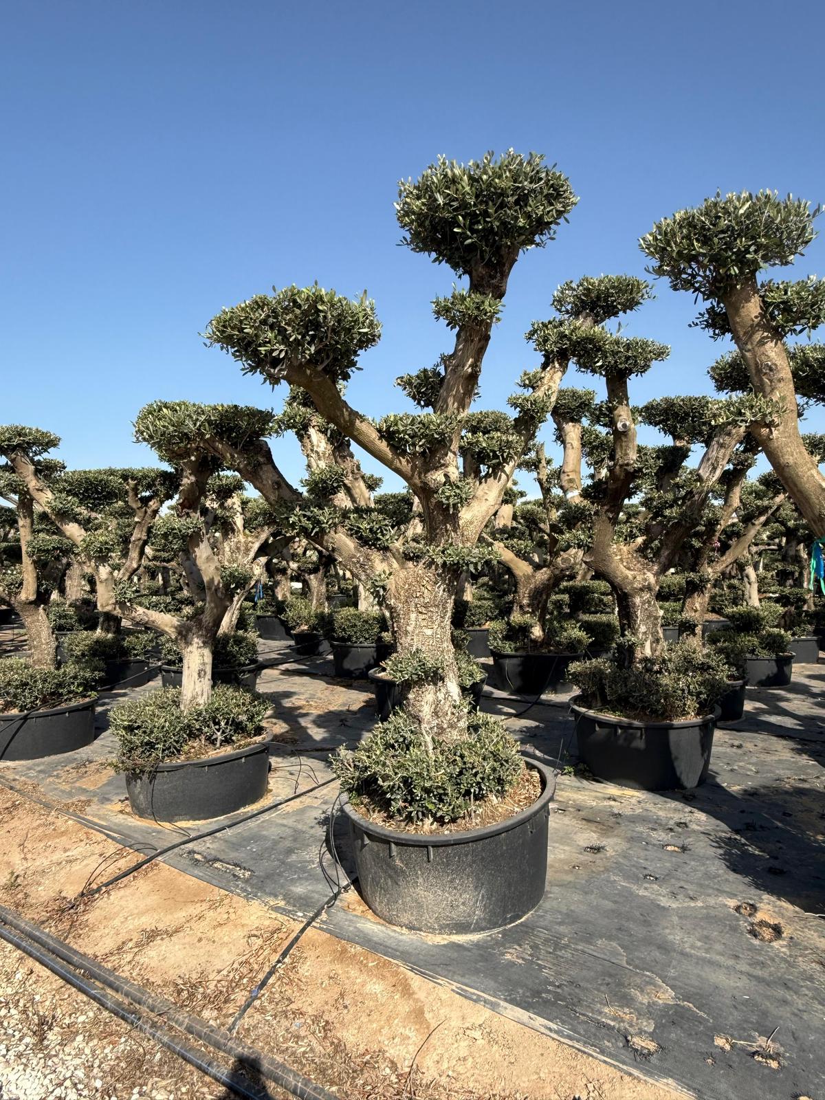 Olea europaea plato extra lowpot 240l |  P.74cm H.200