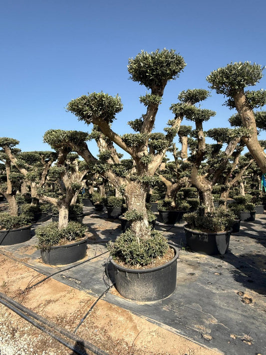 Olea europaea plato extra lowpot 240l |  P.74cm H.200