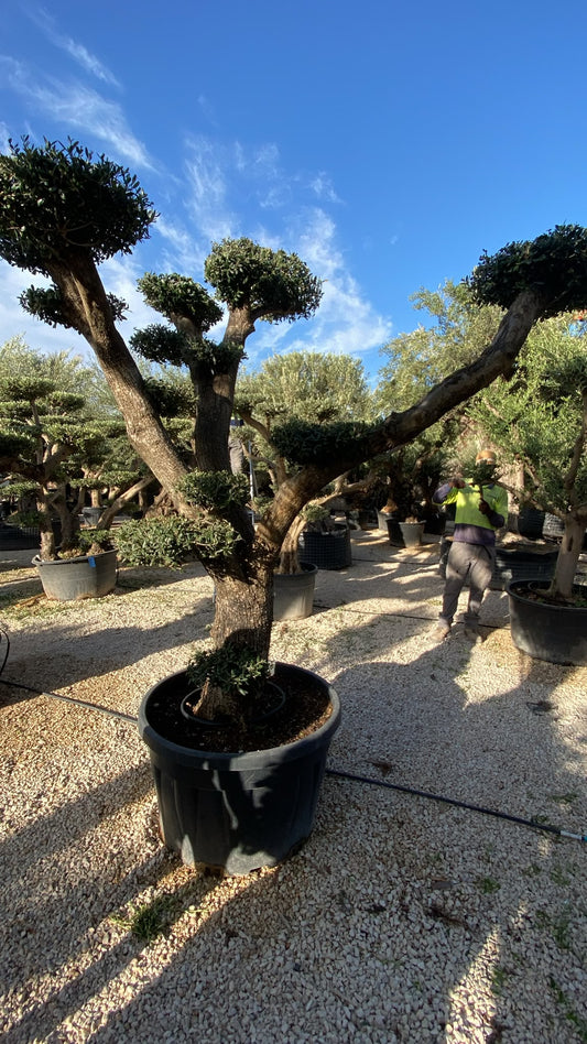 Olea europaea plato sviejo arbe. 280l |  P.90cm H.260