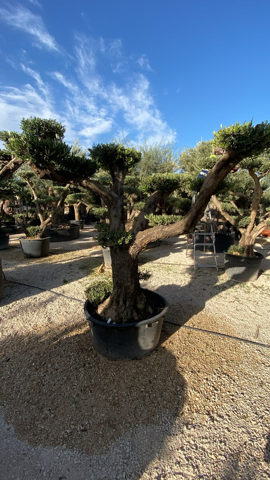 Olea europaea plato sviejo tar  |  P.90cm H.240