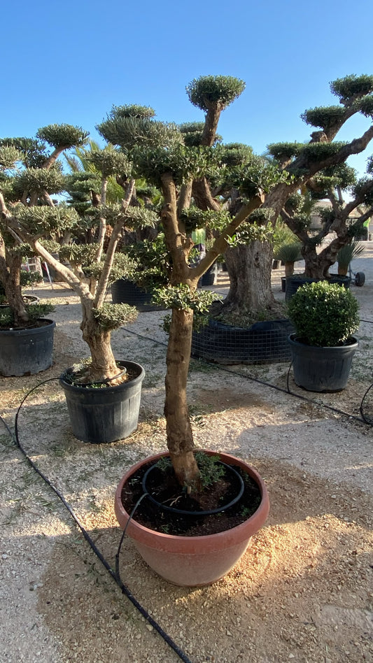Olea europaea plato tarrina 90cm |  P.90cm H.220
