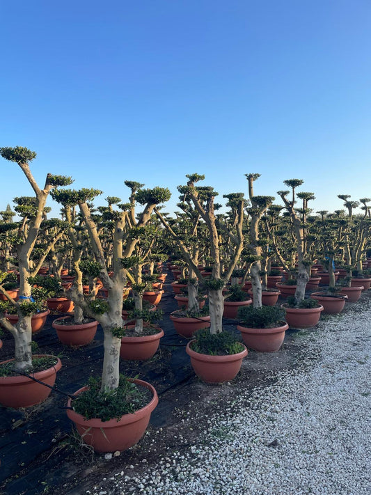 Olea europaea pompón 30/50 t-72cms |  P.72cm H.180
