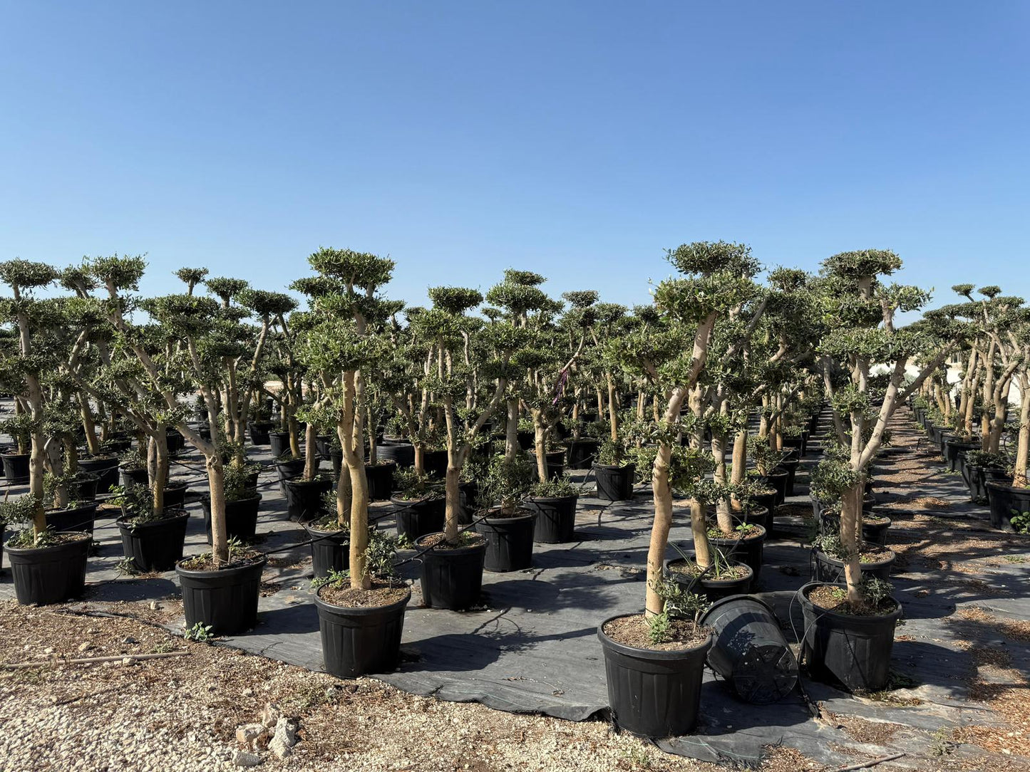 Olea europaea pompón 45l |  P.40cm -  H.180