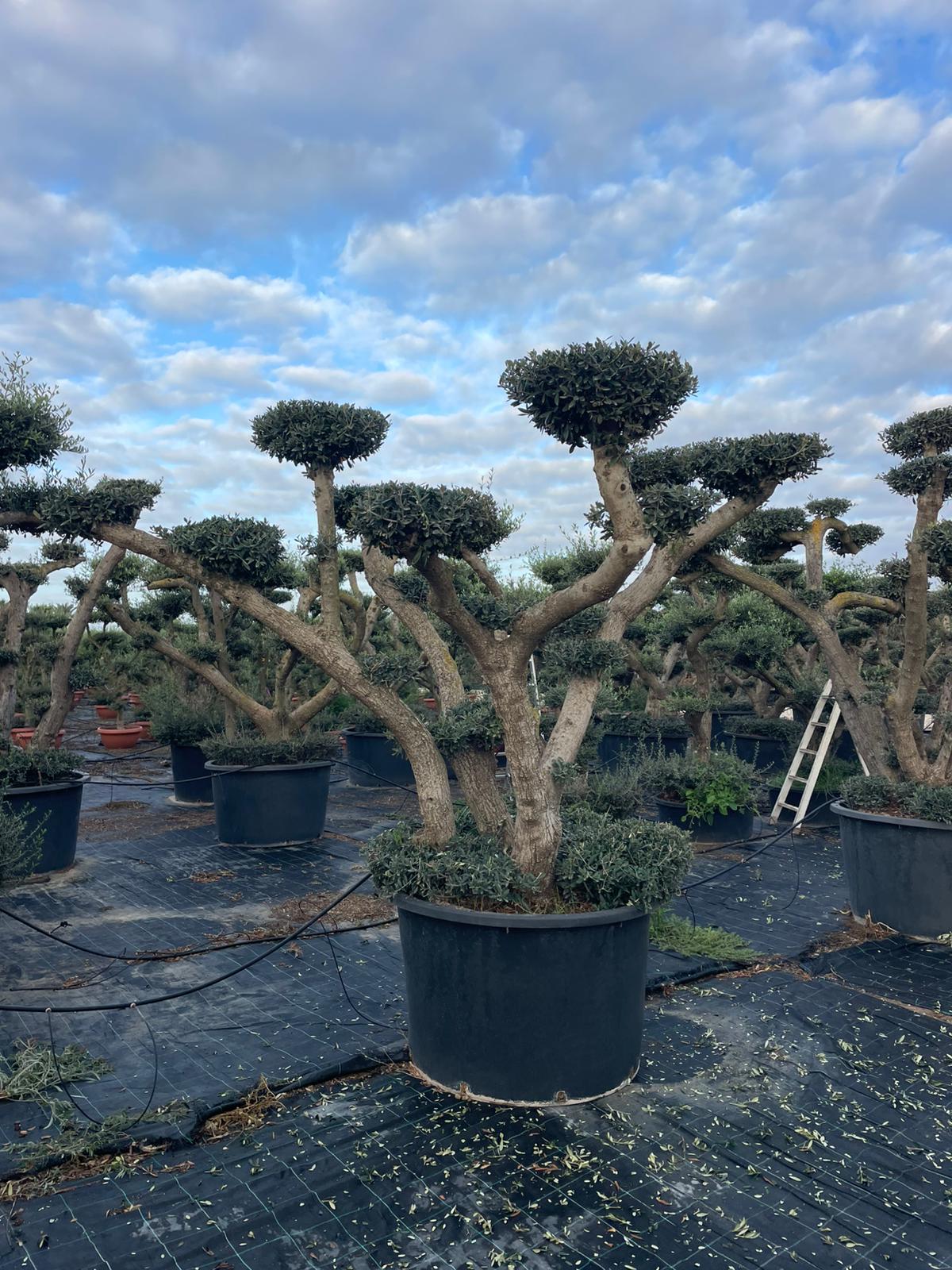 Olea europaea pompón 500l |  P.110cm H.230