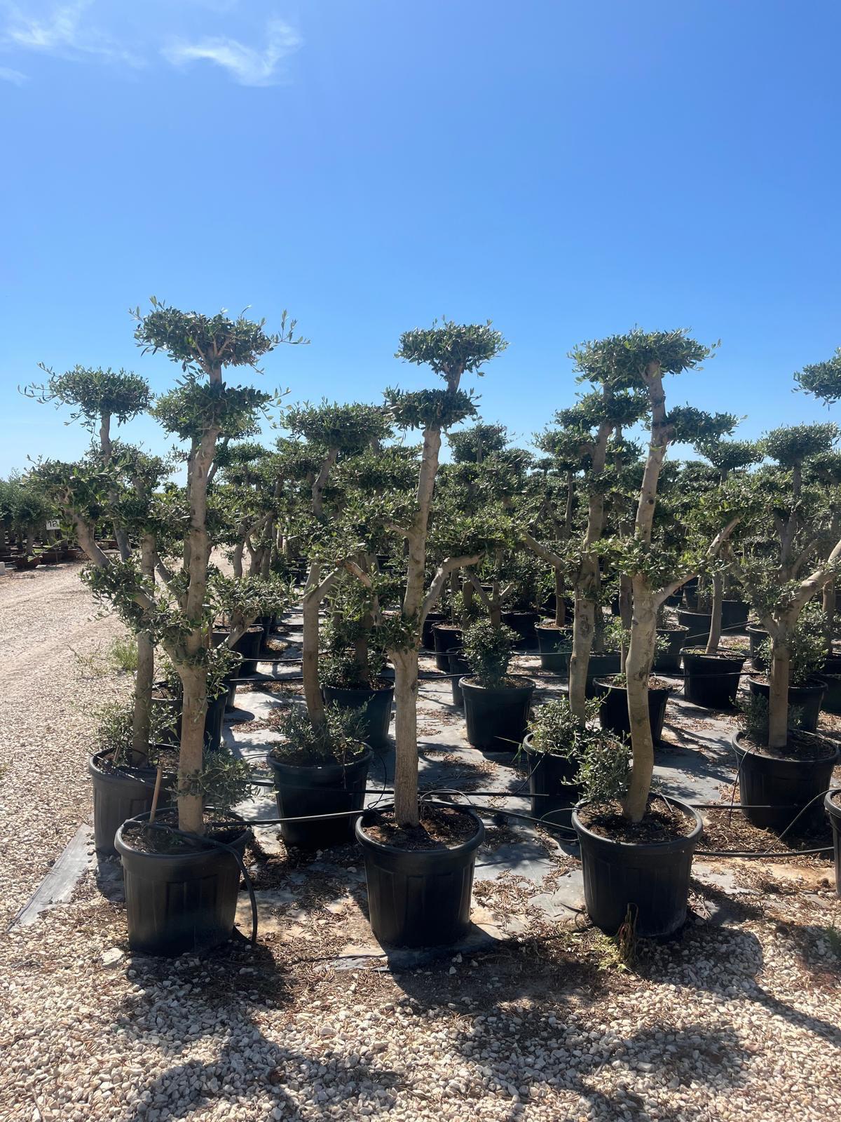 Olea europaea pompón 55l |  P.45cm H.180