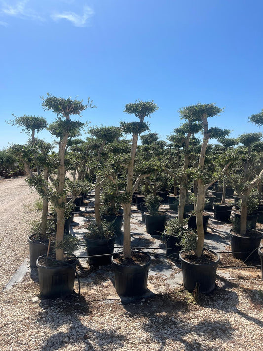 Olea europaea pompón 55l |  P.45cm H.180