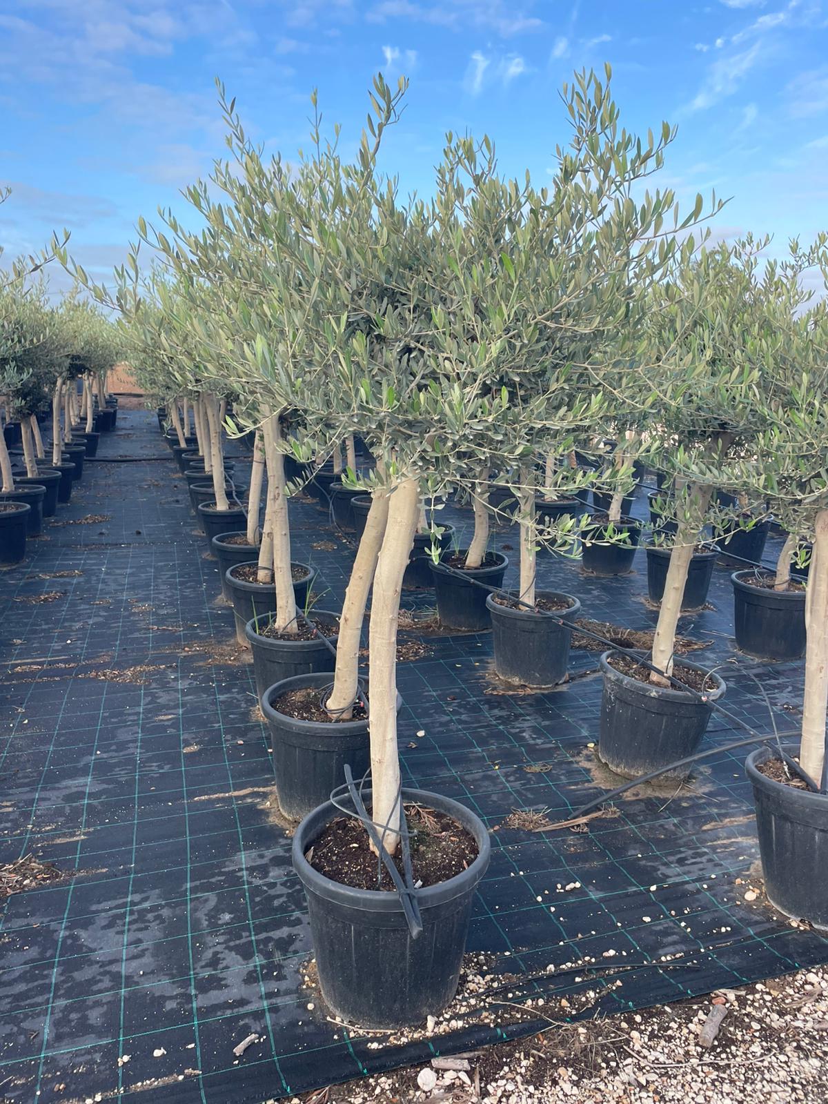 Olea europaea c35l ramificado (producción). |  P.40cm H.200