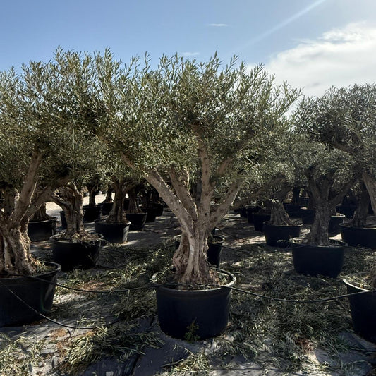 Olea europaea ramif. Libre c285l |  P.90cm H.220