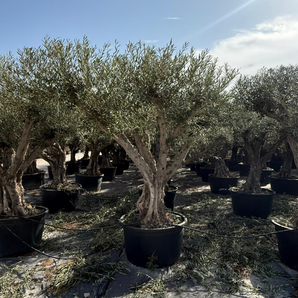 Olea europaea ramif. Libre c230l |  P.80cm H.220