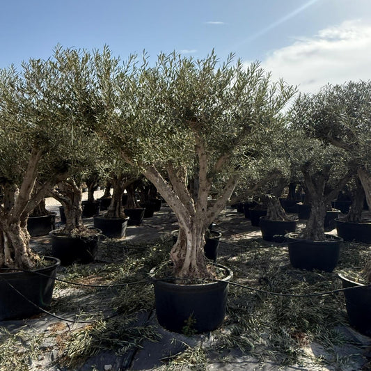 Olea europaea ramif. Libre c230l |  P.80cm H.220