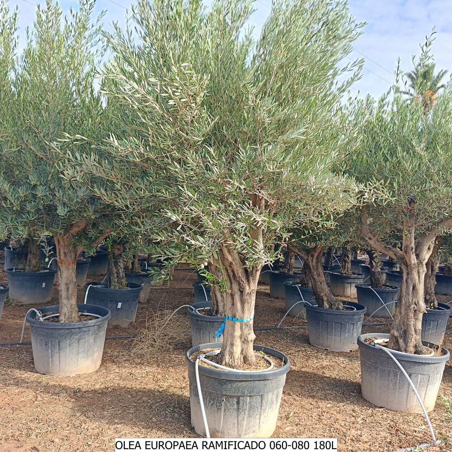 Olea Europea Ramificado 60/80 180l |  P.73cm H.200 cm