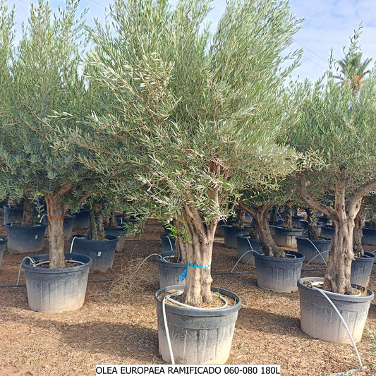 Olea Europea Arbequina Ram 50/70 180 Ltr |  P.75cm H.