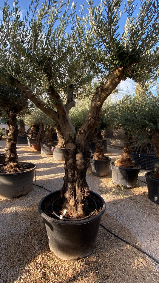 Olea europaea torrtuga ram 230l  |  P.80cm H.260