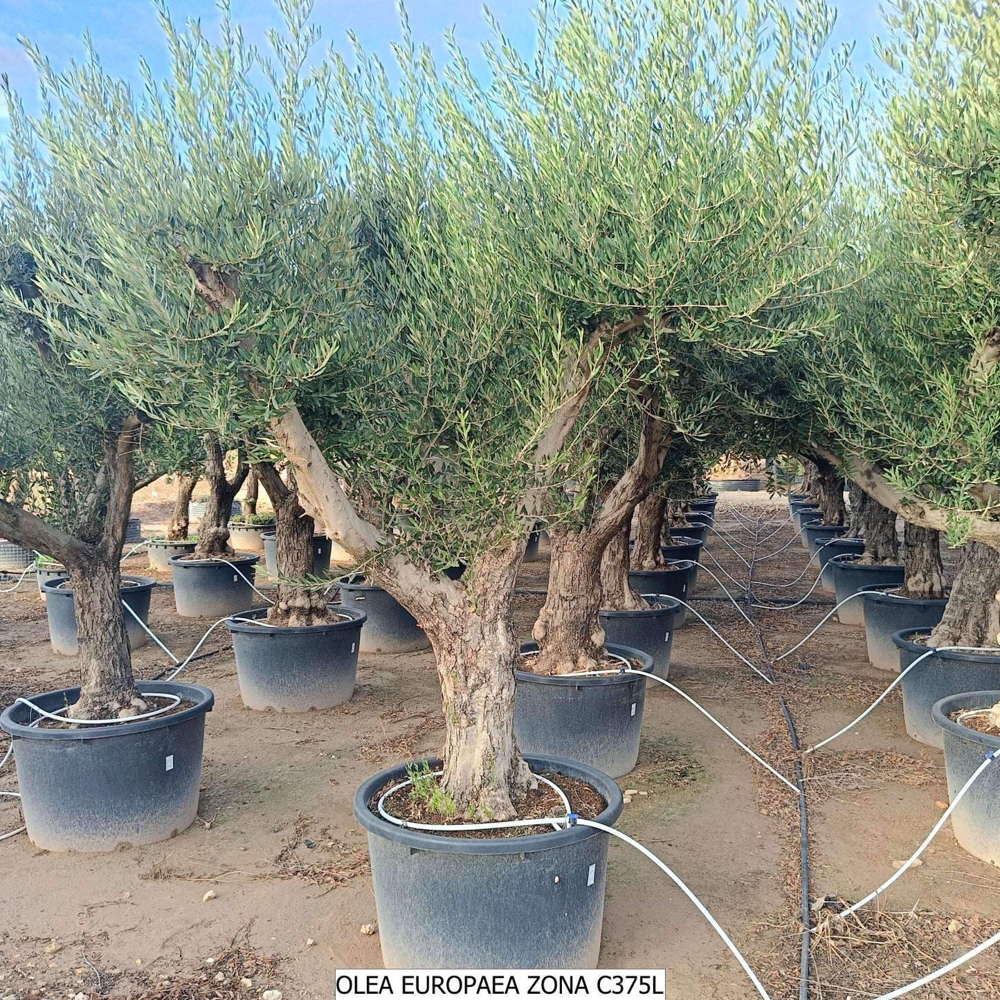 Olea Europea Ramificado 375l (2025) |  P.95cm H.220 cm