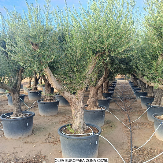 Olea Europea Ramificado 375l (2025) |  P.95cm H.220 cm