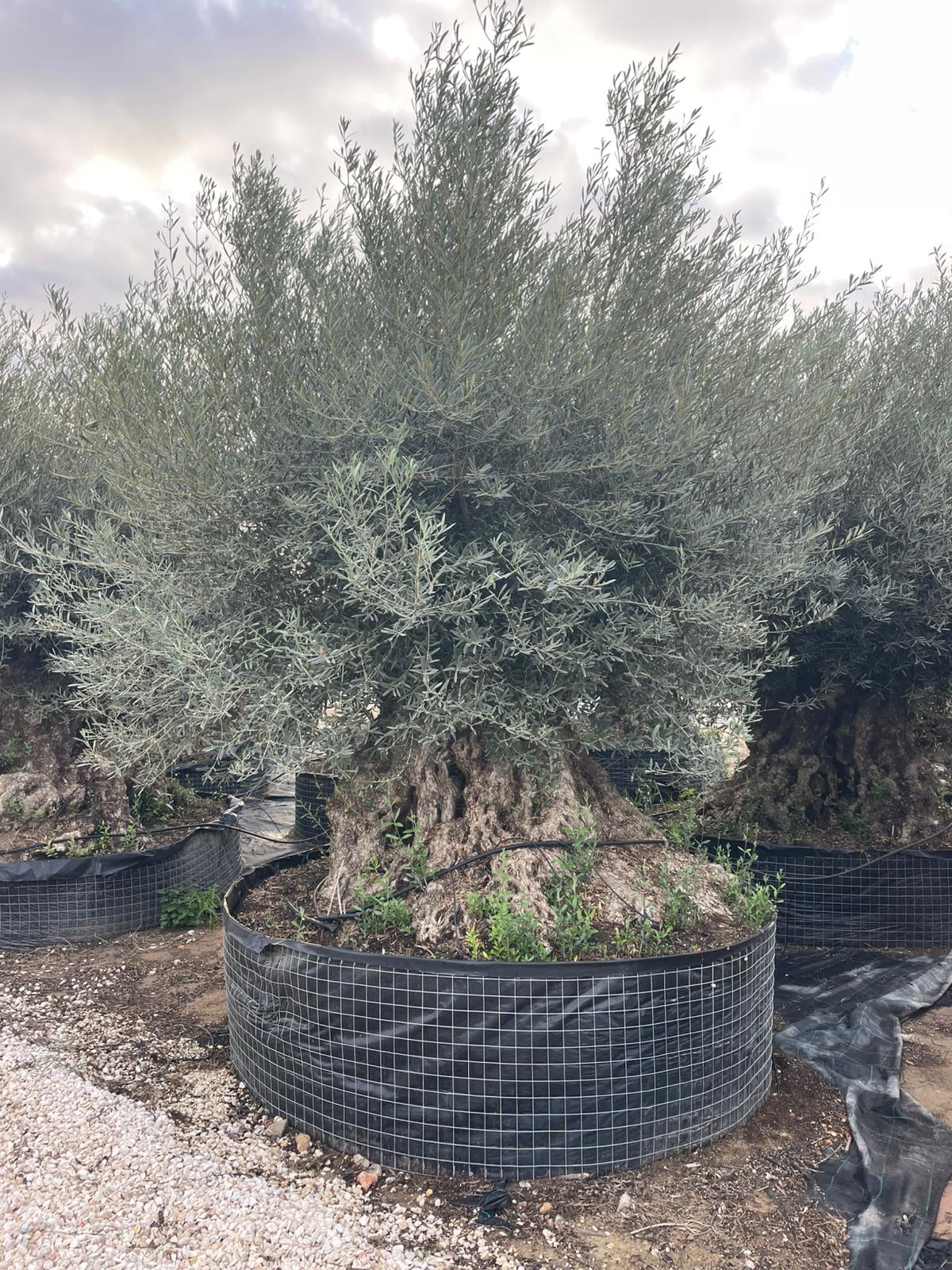 Olea europaea hojiblanca ejemplar malla |  P.NETcm H.260