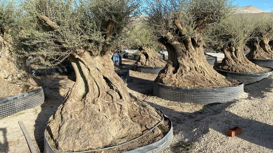 Olea europara pata ejemplar |  P.NETcm H.280