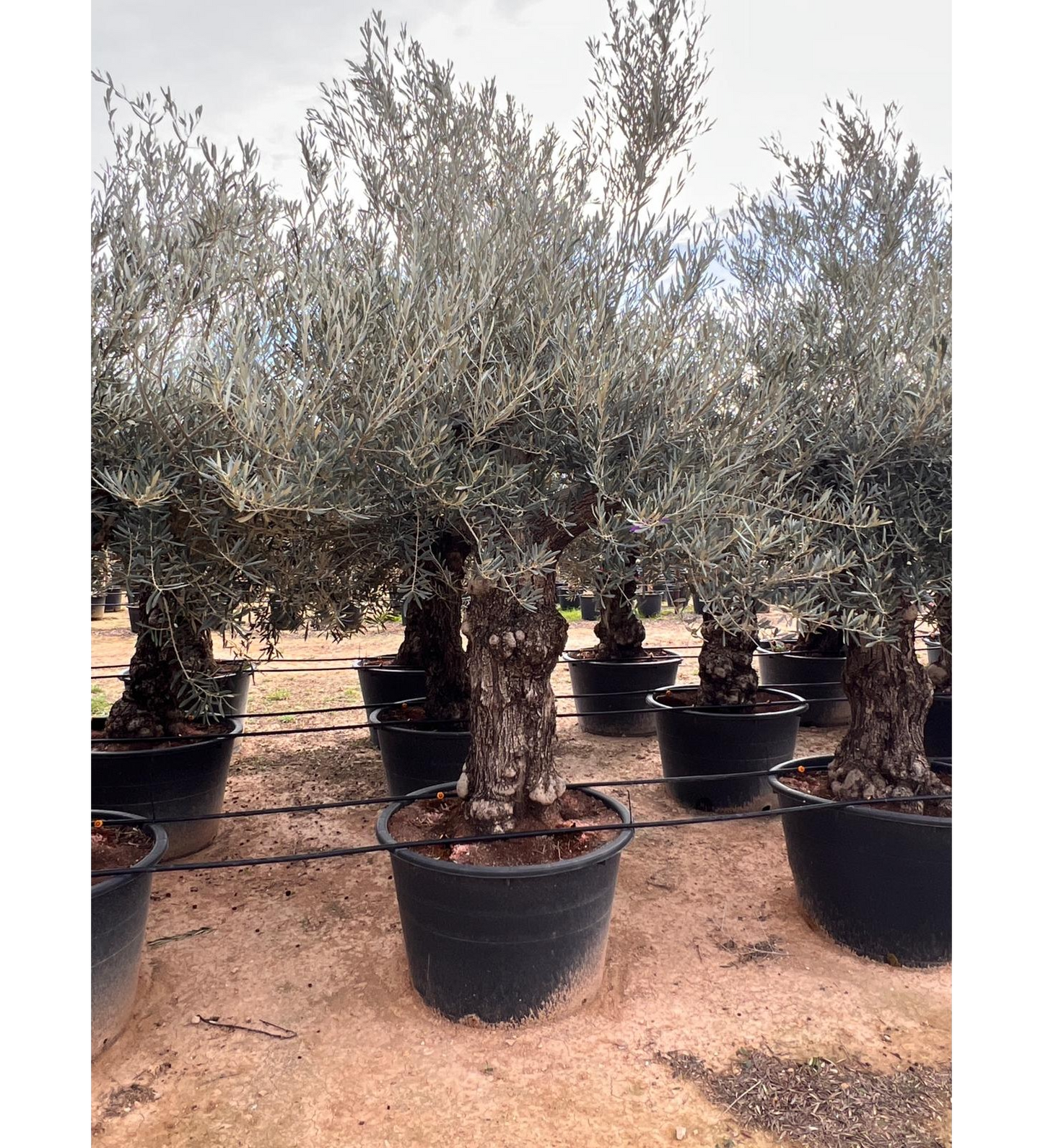 Olea Europea 80/100 M 230 L |  P.84cm H.250 cm