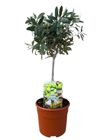 Olea Europaea Stam |  P.19cm H.60 cm