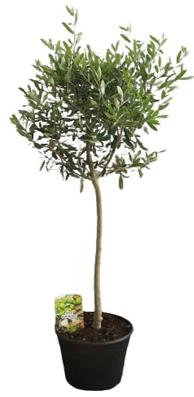 Olea Europaea Stem |  P.25cm H.120 cm