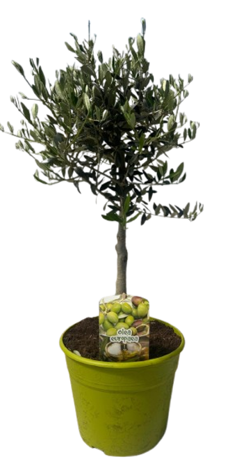 Olea Europaea Stem |  P.25cm H.80 cm