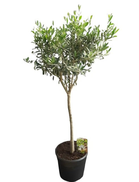 Olea Europaea Stem |  P.30cm H.120 cm
