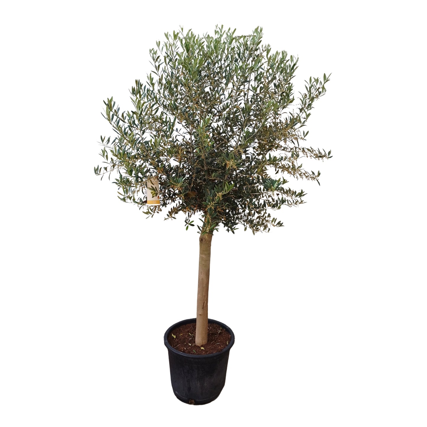 Olea Europea 15/20 M 26L |  P.35cm H.160 cm