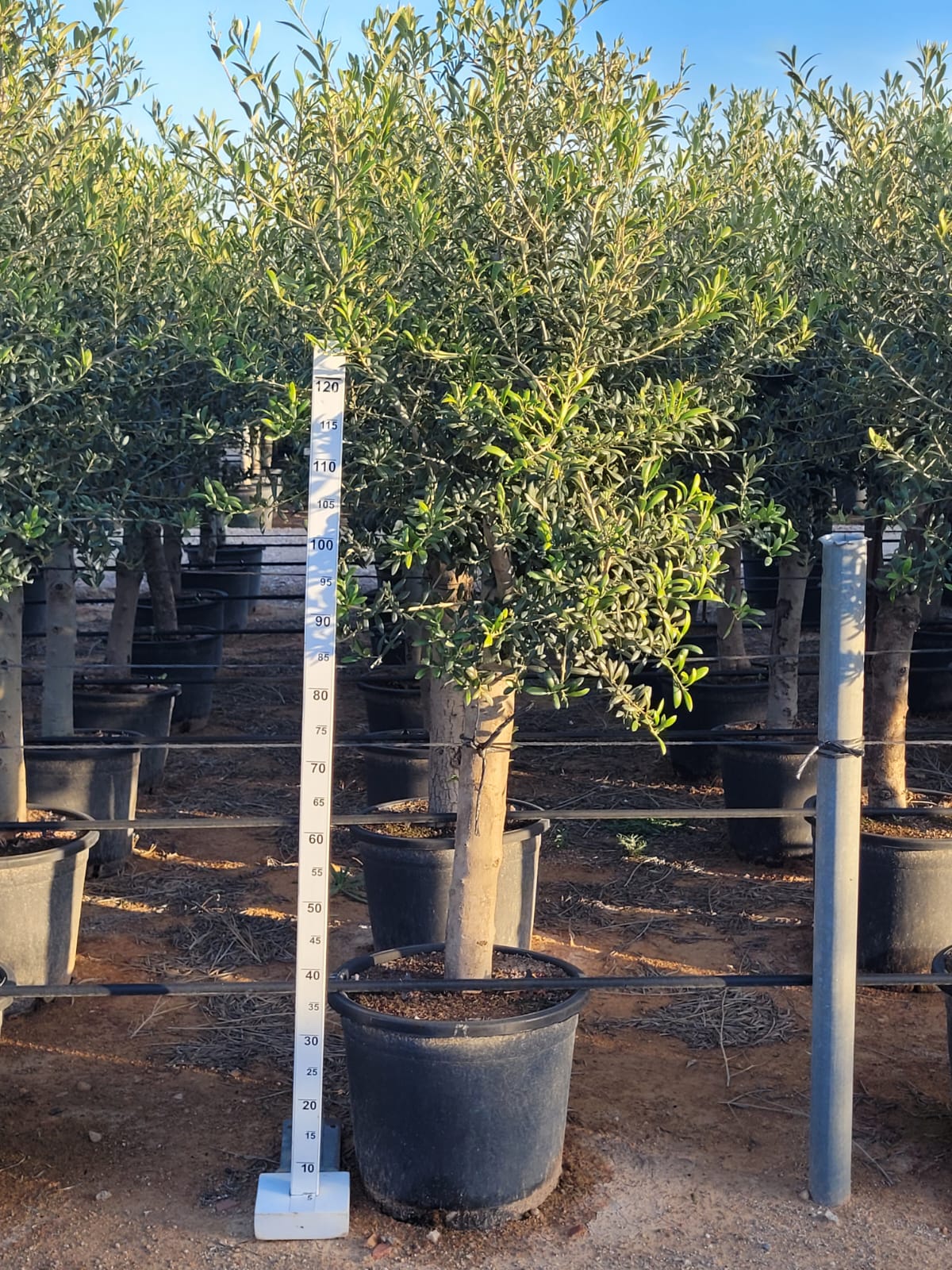 Olea Europea 20/30 M 26L |  P.35cm H.170 cm