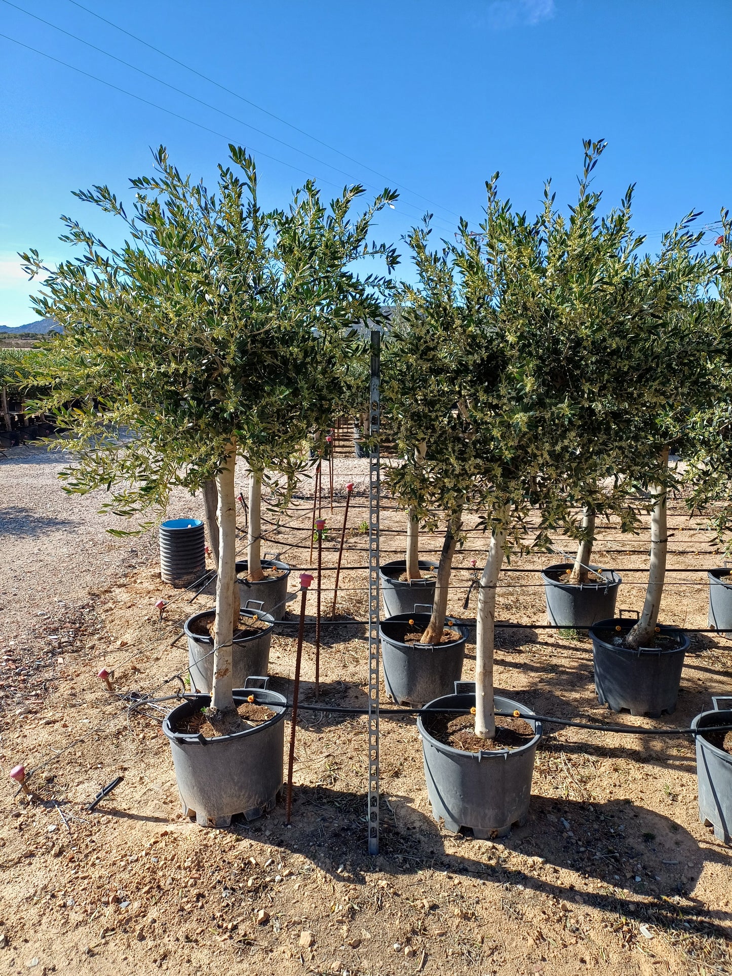 Olea Europea 20/30 M 40L - Altos |  P.45cm H.230 cm