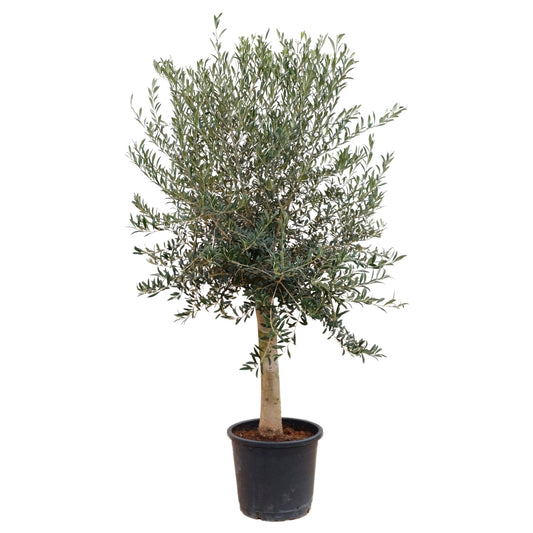 Olea Europea 25/35 M 40L |  P.40cm H.180 cm