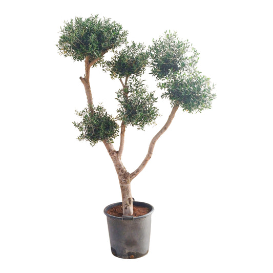 Olea Europea 25/40 M 70L - Formas |  P.55cm H.230 cm