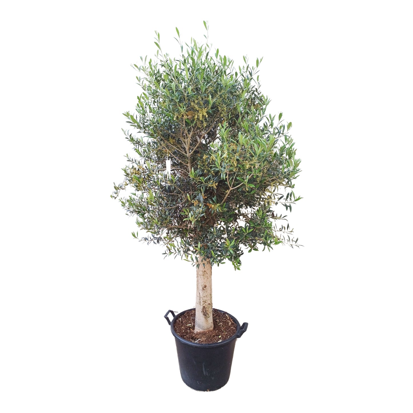 Olea Europea 30/40 (50 L) |  P.48cm H.180 cm