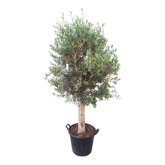 Olea Europea 30/40 (50 L) |  P.48cm H.180 cm