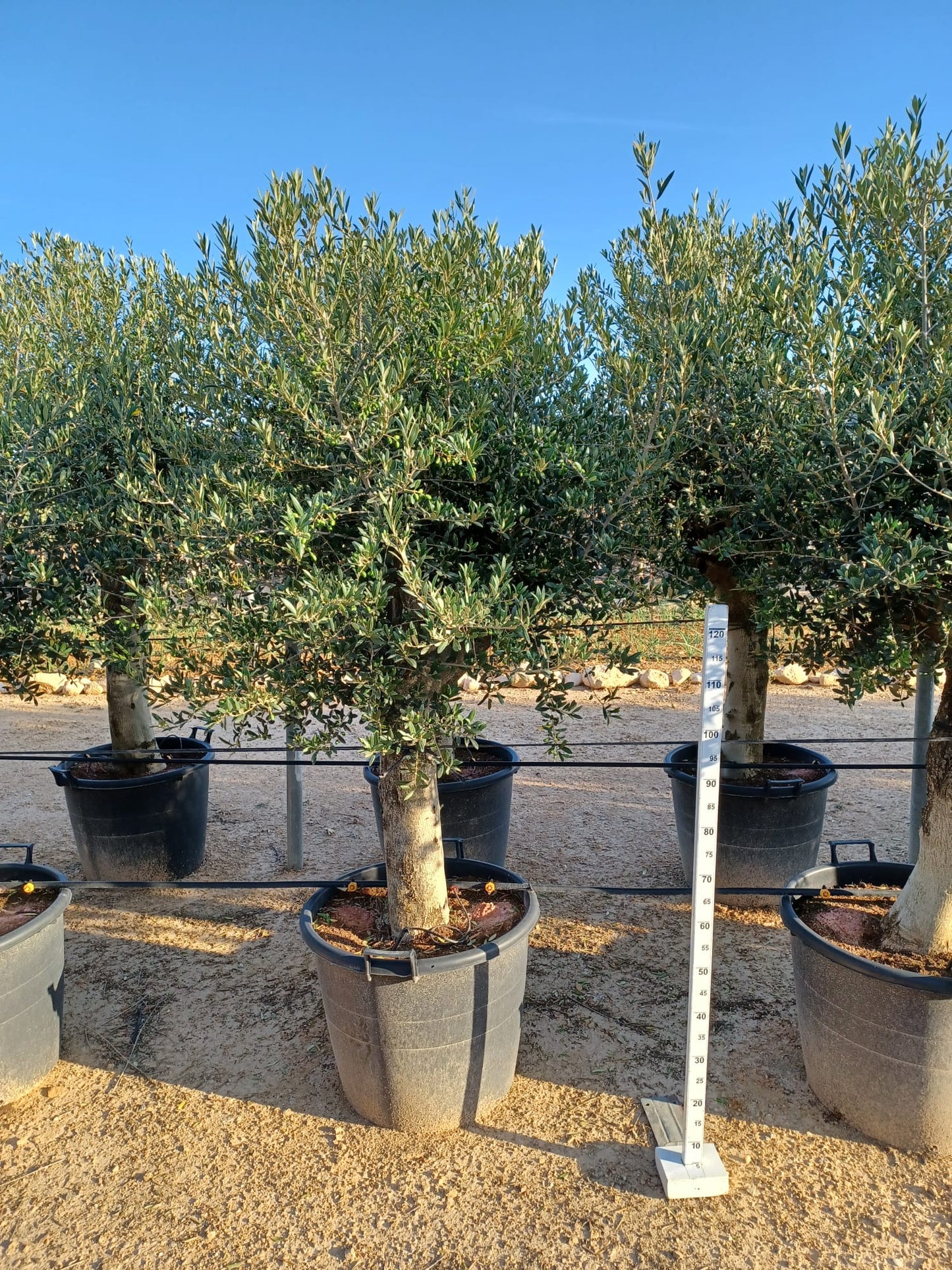 Olea Europea 40/50 (90 L) |  P.60cm H.210 cm