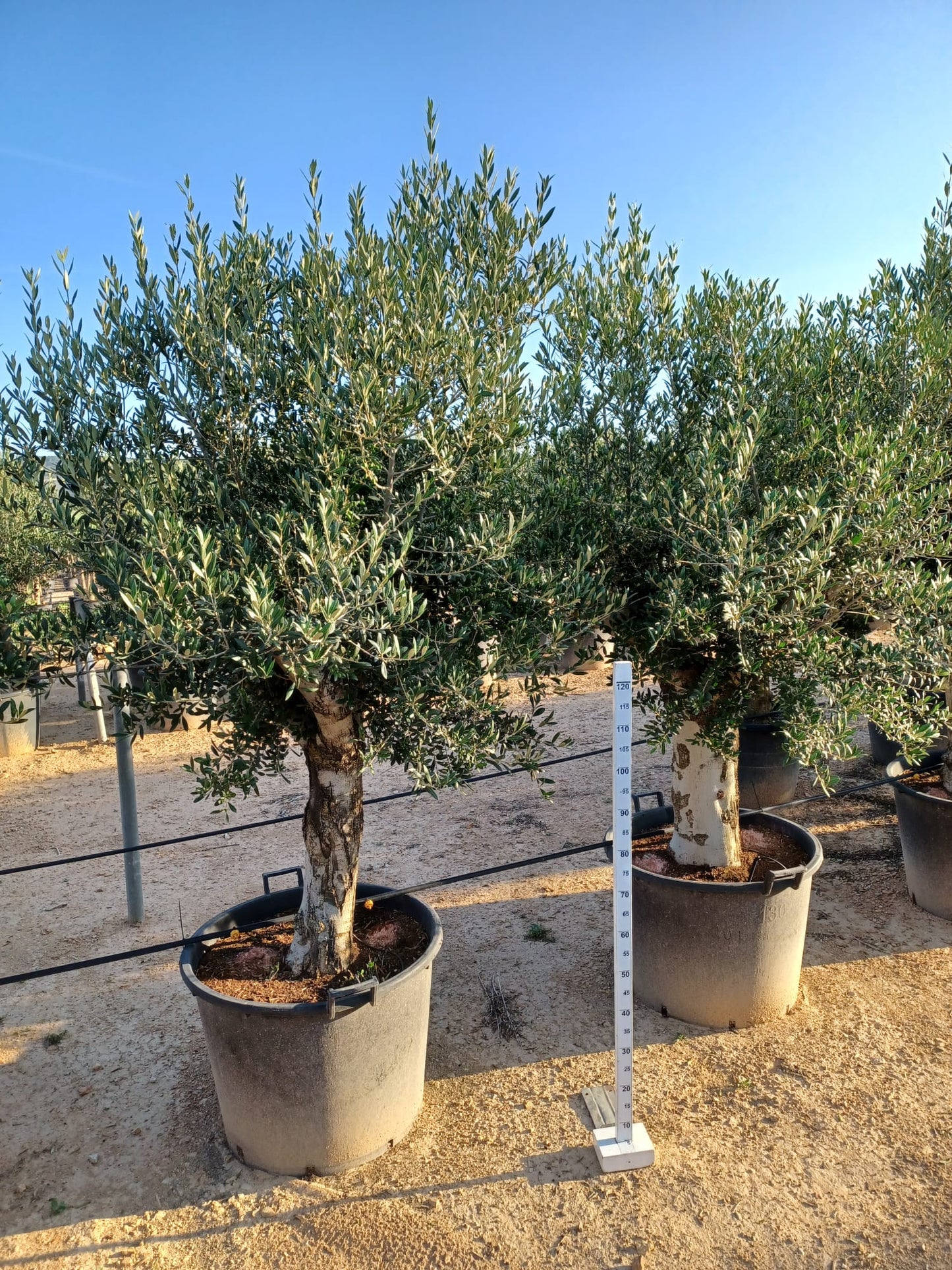 Olea Europea 50/60 (130 L) |  P.70cm H.220 cm