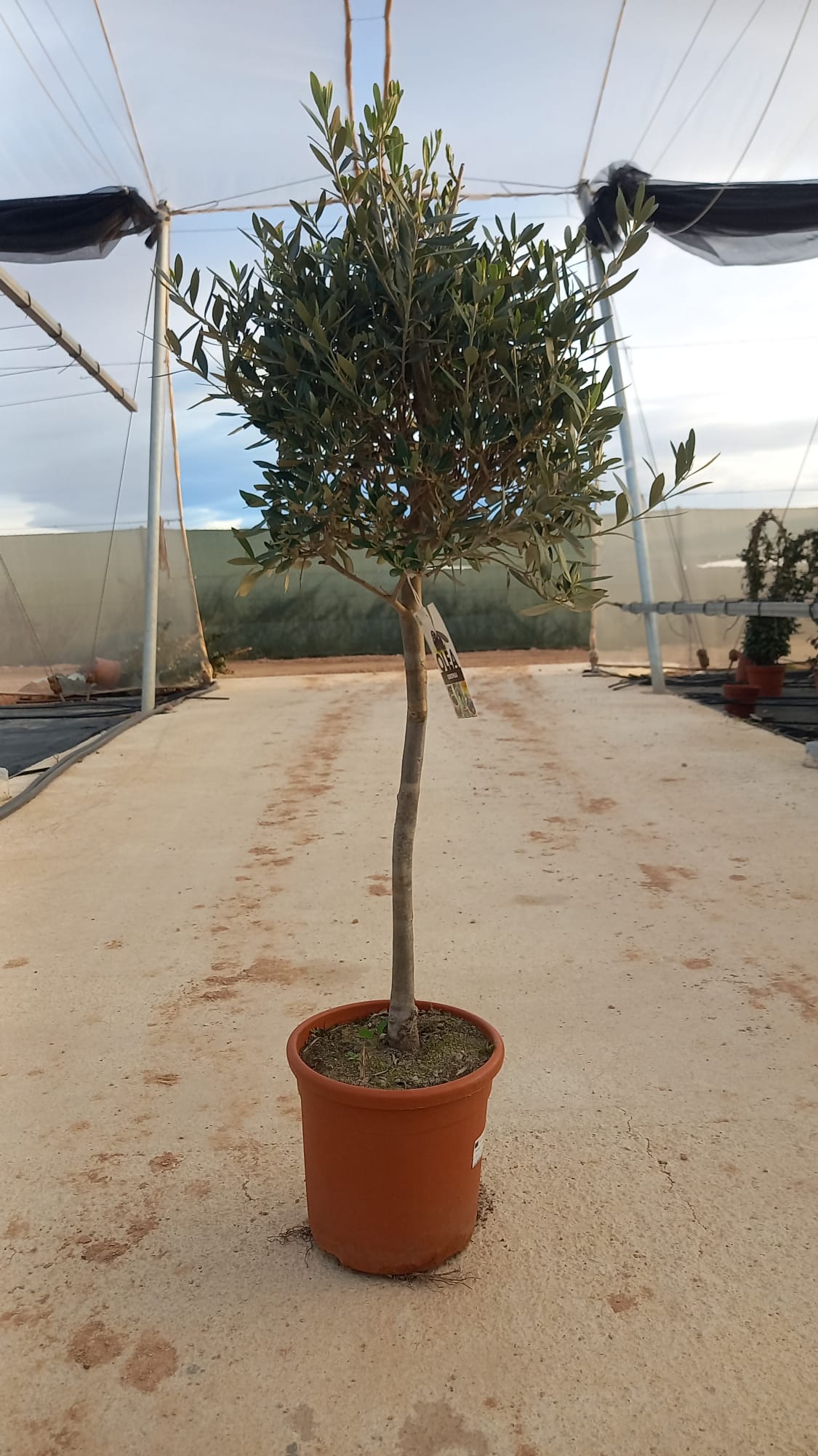 Olea Europea |  P.22cm H.100 cm