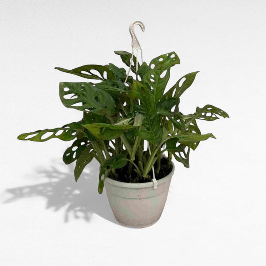 Philodendro Adansonii |  P.15cm H.30 cm