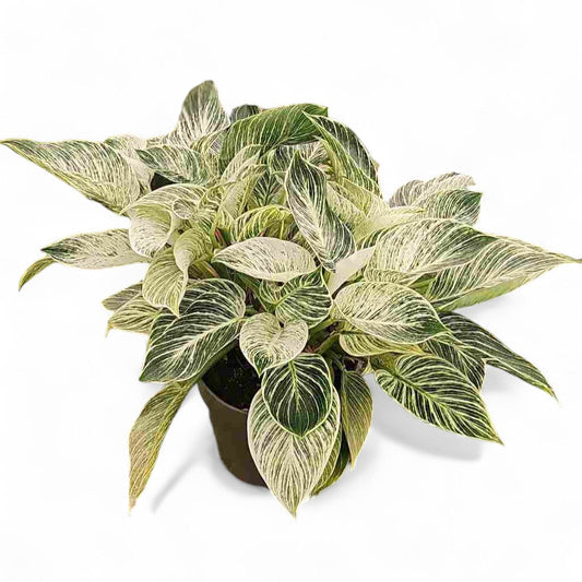 Philodendron Birkin - Zebra |  P.20cm -  H.50 cm