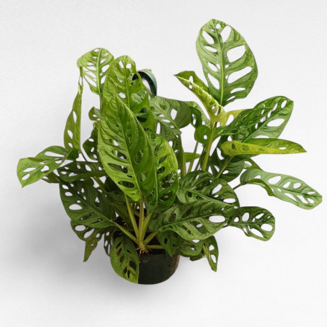 Philodendro Adansonii |  P.20cm H.40 cm