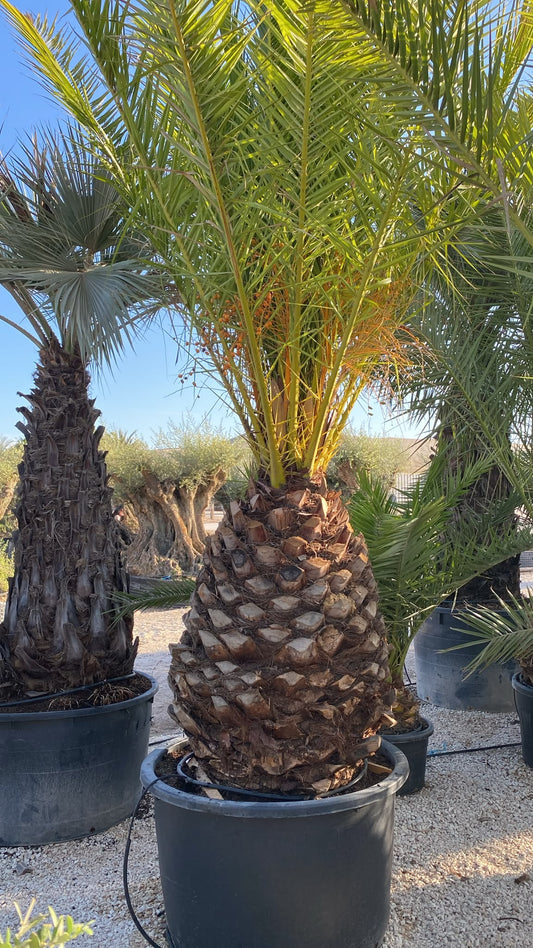 Phoenix canarienses ananas  €/m |  P.NETcm H.280
