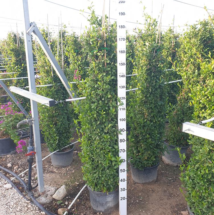 Plumbago Auriculata |  P.35cm -  H.210 cm