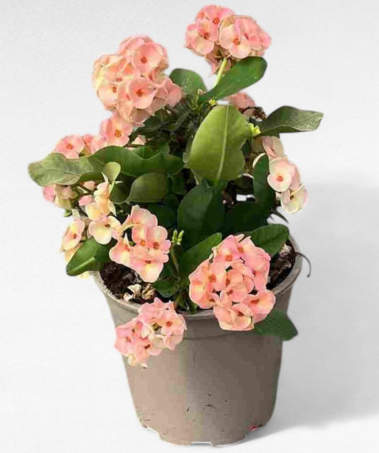 Euphorbia Siraya |  P.20cm H.40 cm