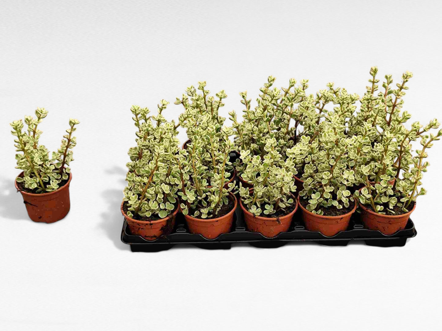 Portulacaria |  P.10,5cm H.20 cm