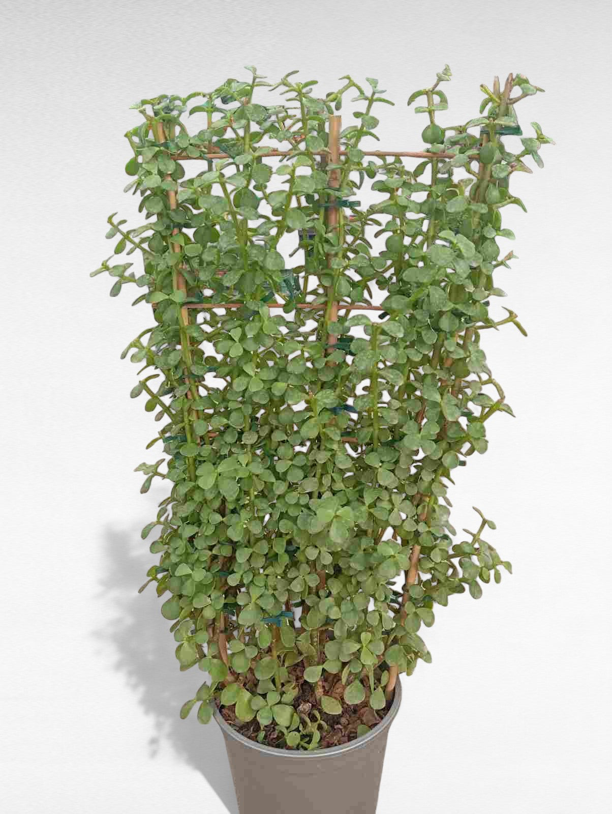 Portulacaria Espaldera  |  P.20cm H.70 cm