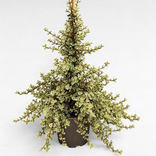 Portulacaria Piramide |  P.20cm H.60 cm