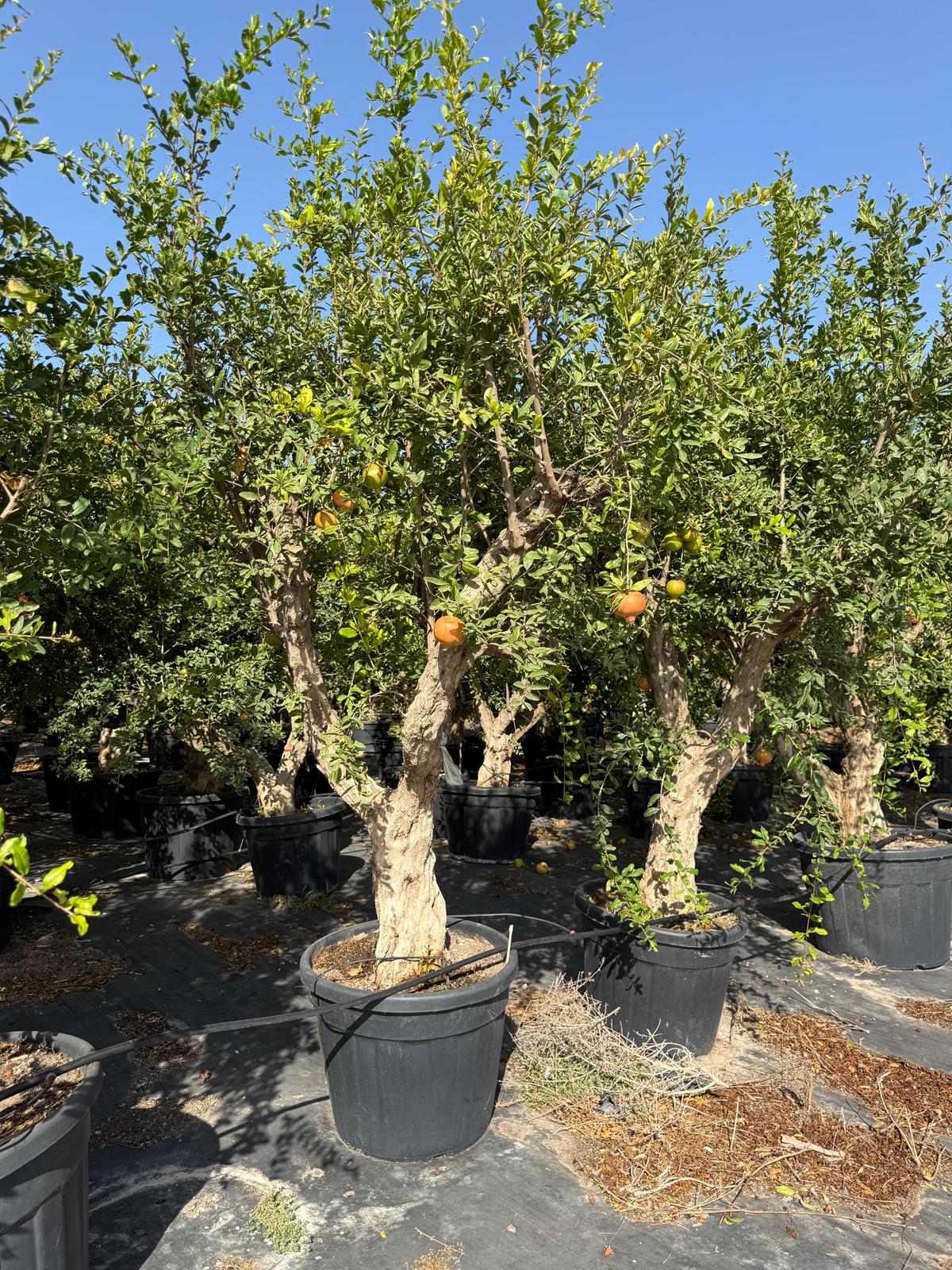 Punica granatum 90/110l |  P.60cm -  H.220