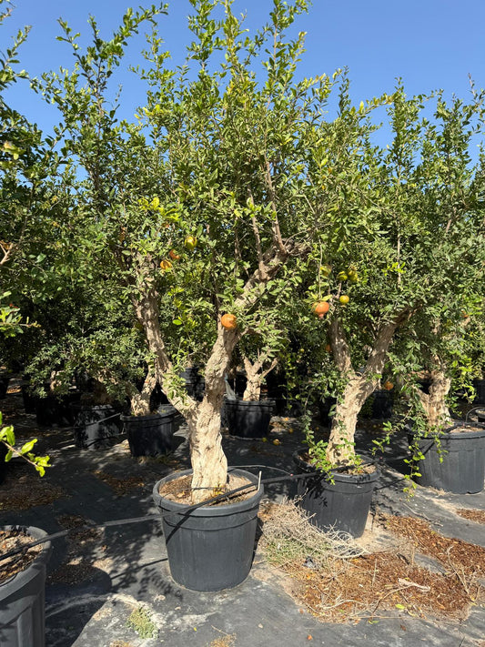 Punica granatum 90/110l |  P.60cm -  H.220