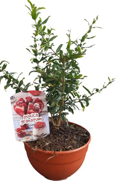 Punica Granatum "Bush" Bowl |  P.20cm -  H.50 cm